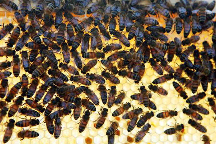 Bees & Queens – The Urban Beehive